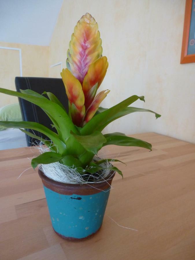 Top Ferienwohnung Limburg "Am Bildstock" Limburg an der Lahn Εξωτερικό φωτογραφία